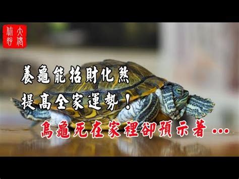 烏龜帶財嗎|養烏龜招財：改善風水、提升運勢的秘訣 